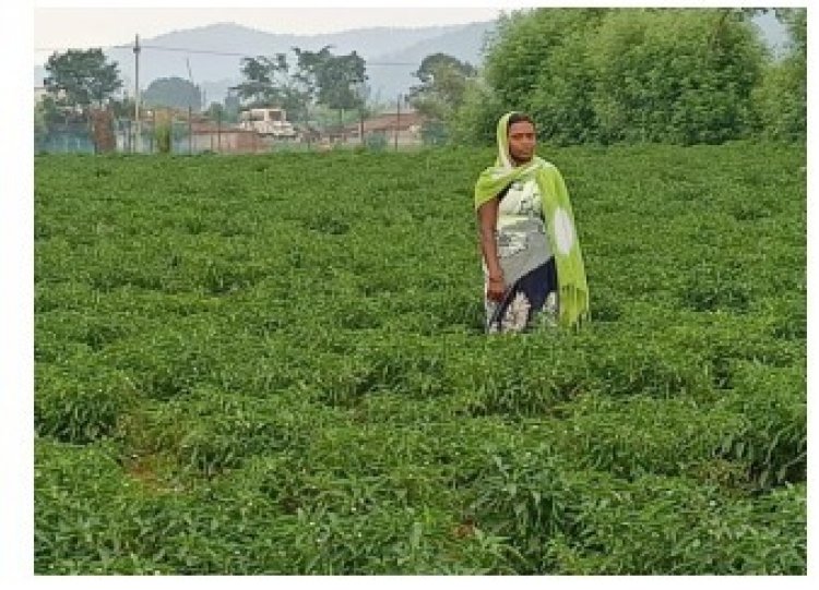 विष्णु सुशासन में विकास की आई बयार : आर्थिक स्थिति अच्छी होने से परिवार की कर पा रही है मदद,संघर्ष, समर्पण और राष्ट्रीय ग्रामीण आजीविका मिशन की मदद से लखपति दीदी बनी सुमन्ती बाई