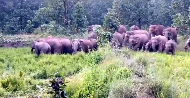 Raigarh News : नहीं ले रहा हाथी और मानव द्वंद युद्ध रुकने का नाम...सर्व आदिवासी समाज किसानों के साथ मिलकर तहसील और वन विभाग का करेंगे घेराव...पढ़ें पूरी खबर