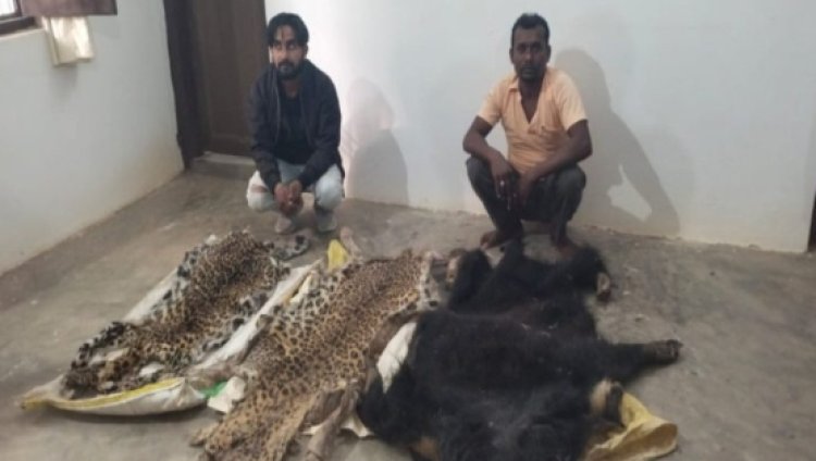 उड़न दस्ता की टीम को मिली बड़ी सफलता...हो रही थी तेंदुए-भालू के खाल व हाथी दांत की तस्करी...5 तस्कर को किया गिरफ्तार...पढ़ें पूरी समाचार