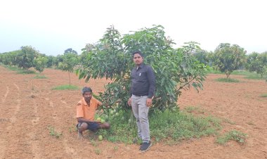 आम की अच्छी पैदावार ने बदली किसान लिबनुस की किस्मत,हो रहा बढ़िया मुनाफा,विस्तार से जानने पढ़ें पूरी खबर