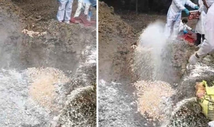 Raigarh Breaking : बर्ड फ्लू का केस.! रातों-रात 12000 चूजों और 17000 अंडों के साथ नष्ट की गई पोल्ट्री फार्म की 5000 मुर्गियां…पढ़ें पूरी खबर