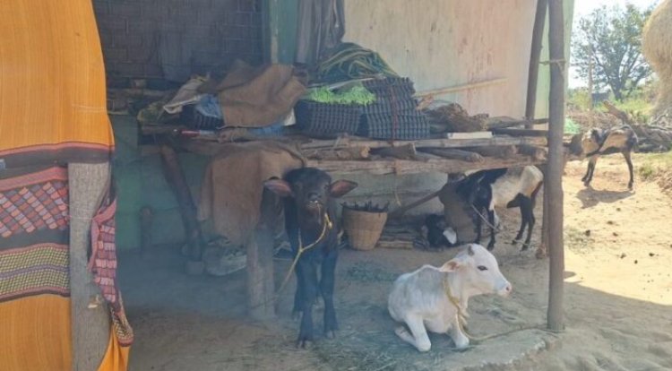 Jashpur Breaking : ये लो.! पत्थलगांव विकासखंड का स्कूल बना गाय- भैंसों का का डेरा...कभी बच्चों के मुंह से होती थी क,ख की गूंज...अब गाय भैंस की आती है रंभाने की आवाज...पढ़ें पूरी खबर