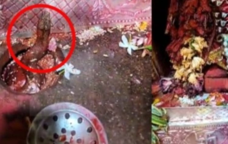 दुर्लभ और रोचक घटना.! नवरात्रि में माता की आरती में पहुंचा नाग...भक्तों के लिए बना आस्था का विषय...पढ़ें पूरी खबर