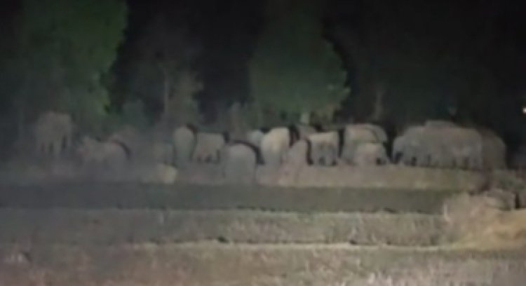 CG Breaking : 29 हाथियों बड़ा दल...इलाके में डर का माहौल...वन विभाग ने जारी किया अलर्ट...पढ़ें पूरी खबर