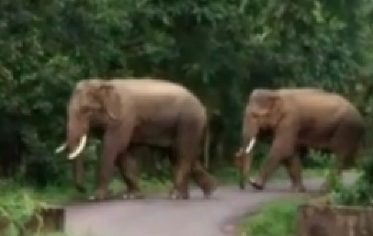 CG Breaking : हाथियों का आतंक.! यहां के जंगलों में घूम रहे हैं हाथी…जान बचाकर भाग रहे 2 ग्रामीण घायल…पढ़ें पूरी खबर