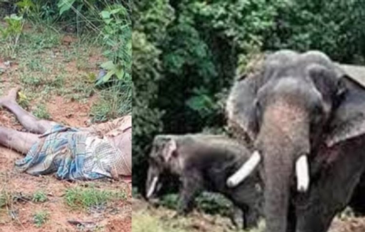 Raigarh Breaking : हाथी का आतंक.! युवक पर किया हमला...उठा कर पटका और…पढ़ें पूरी खबर
