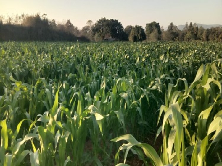 सफलता की कहानी : किसान अरूण ने गर्मी के मौसम में धान के बदले दलहन तिलहन और मक्का की कर रहे खेती