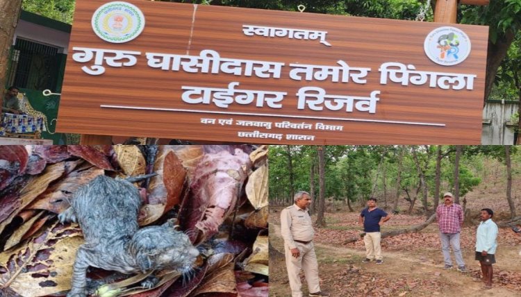 CG News : गुरु घासीदास टाइगर रिजर्व.! बाघिन ने दो नन्हें शावकों को दिया जन्म..वन विभाग ने बढ़ाई निगरानी..पढ़ें पूरी खबर