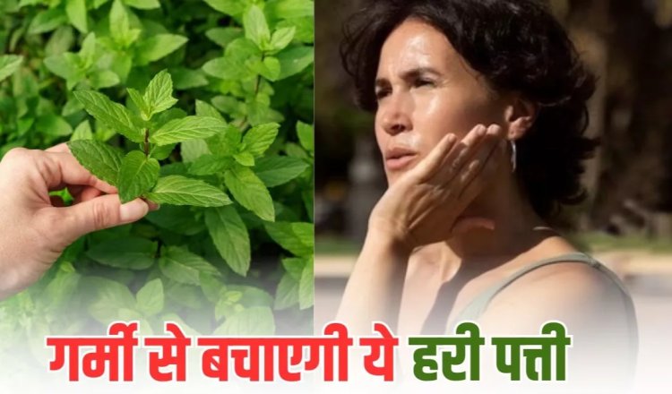 Health Tips : गर्मि‍यों में इन 5 तरीकों से डाइट में शाम‍िल करें ये हरी पत्ती..शरीर के साथ दिमाग भी रहेगा दुरुस्त