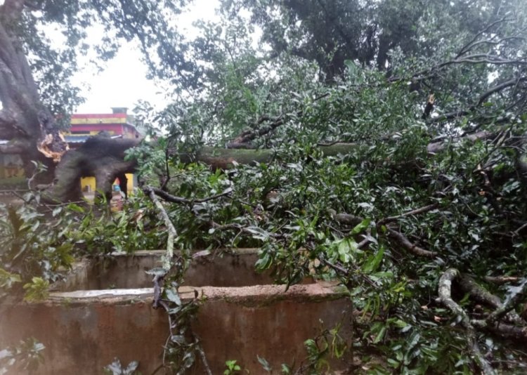 शासकीय प्री मै बालक छात्रावास सरबकोम्बो के प्रांगण मे विशाल आम पेड़ का डगाल गिरा,,,अधीक्षक की सूझबूझ से किसी प्रकार की कोई अनहोनी घटना नही हुआ