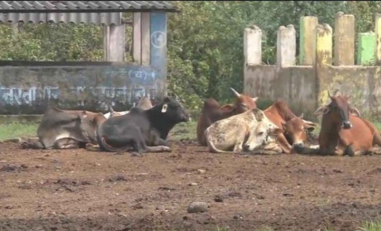 CG News : मचा हड़कंप.! गौठान में मवेशियों की मौत के बाद कांग्रेस विधायक ने की जिम्मेदारों पर कार्रवाई की मांग..पढ़ें पूरी ख़बर