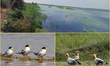 CG: कोपरा जलाशय को मिलेगा रामसर स्थल का दर्जा, राज्य वेटलैंड प्राधिकरण ने भेजा प्रस्ताव