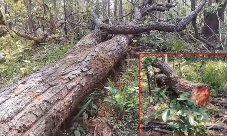 बलरामपुर जिले के ग्राम कंडा के लोगों का आरोप है कि सेमरसोत अभ्यारण में पेड़ों की अवैध कटाई और तस्करी की जा रही