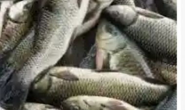 *मत्स्य कृषक एन. एफ. डी. पी. पोर्टल पर पंजीयन कराकर ले सकते हैँ,मत्स्य विभाग के योजनाओं का लाभ*