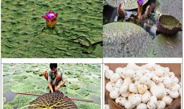 मुख्यमंत्री विष्णु देव साय के प्रयास से छत्तीसगढ़ मखाना बोर्ड में शामिल