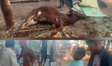 पागल कुत्ते के काटने से किसान के बैल की हुई मौत, गांव में भय व्याप्त