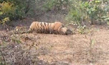 सूरजपुर जिले में करंट से बाघ का किया गया शिकार,  वन अमले के बीच मचा हड़कंप