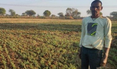 चना की फसल लेने से कम लागत में अधिक फायदा ले रहे किसान