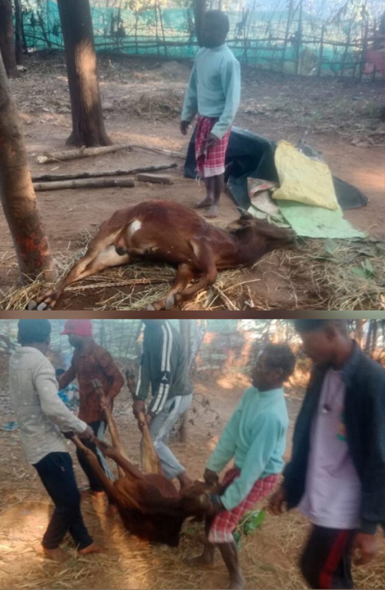 पागल कुत्ते के काटने से किसान के बैल की हुई मौत, गांव में भय व्याप्त