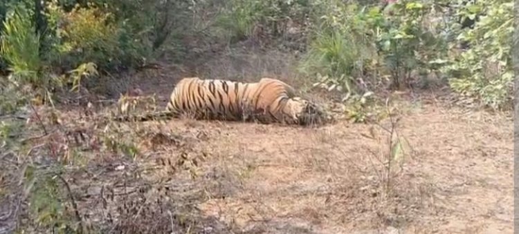 सूरजपुर जिले में करंट से बाघ का किया गया शिकार,  वन अमले के बीच मचा हड़कंप