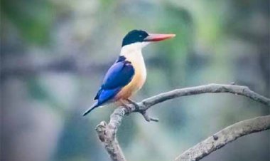 बारनवापारा अभयारण्य में मिला दुर्लभ ब्लैक-कैप्ड किंगफिशर