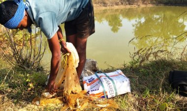 आजीविका डबरी : मेहनत से बदली किस्मत, रैनधर राणा को मत्स्य पालन से मिली 50 हजार की अतिरिक्त आय