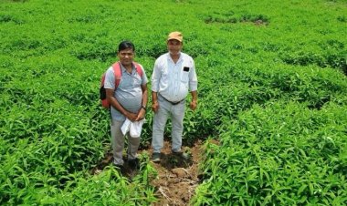 मूलचंद बंजारे ने वैज्ञानिक पद्धति अपनाकर बढ़ाया उत्पादन, कीट-रोग से मिली राहत