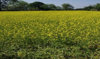 सरसों की खेती से आत्मनिर्भर बनीं बजरहीन बाई गोंड़