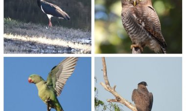 200 से अधिक पक्षी प्रजातियाँ दर्ज, 11 राज्यों से पहुँचे प्रतिभागी, बारनवापारा में बर्ड सर्वे संपन्न