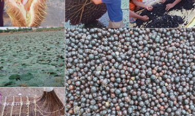 स्पेशल स्टोरी : धमतरी, बालोद, महासमुंद और गरियाबंद जिलों में शुरू हुई मखाना विकास योजना, 178 लाख की राशि स्वीकृत