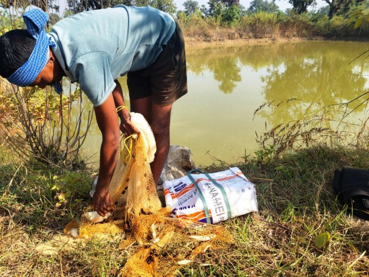आजीविका डबरी : मेहनत से बदली किस्मत, रैनधर राणा को मत्स्य पालन से मिली 50 हजार की अतिरिक्त आय