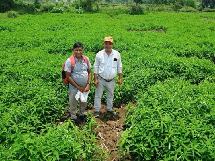 मूलचंद बंजारे ने वैज्ञानिक पद्धति अपनाकर बढ़ाया उत्पादन, कीट-रोग से मिली राहत