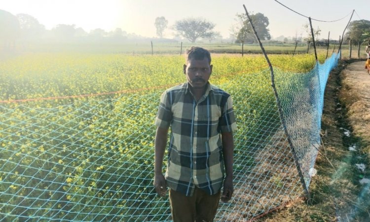 *कृषक बलदेव राजवाड़े को प्रधानमंत्री धन धान्य कृषि योजना का मिला लाभ,सरसों की अच्छी खेती से किसान खुश*