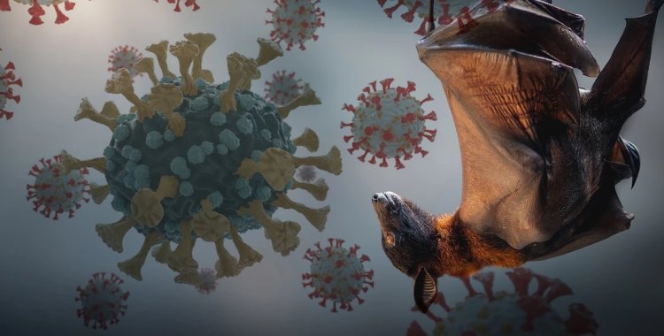 जानलेवा वायरस का अलर्ट! भारत के 4 राज्यों में इस 'Virus' का खौफ, लोगों में हड़कंप, जानें क्यों है यह Corona से भी घातक?