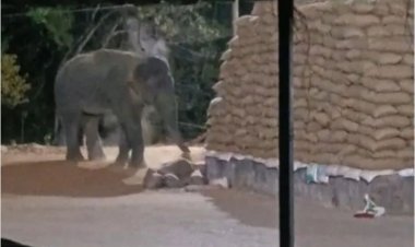 धान मंडी में दंतैल हाथी ने मचाई तबाही, 30 हजार क्विंटल धान पर मंडराया खतरा