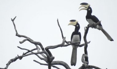 CG : उदंती-सीतानदी टाइगर रिजर्व में हॉर्नबिल रेस्टोरेंट की अनोखी पहल, मालाबार पाइड हॉर्नबिल संरक्षण की दिशा में बड़ा कदम