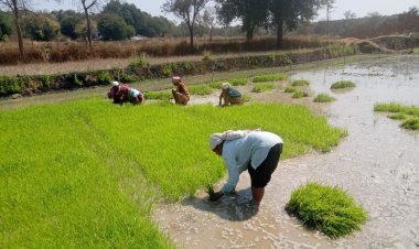 धान के साथ वैकल्पिक फसलों की ओर बढ़ते धमतरी के किसान, रागी की खेती में बढ़ी भागीदारी