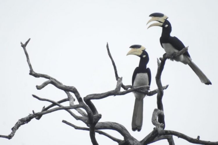 CG : उदंती-सीतानदी टाइगर रिजर्व में हॉर्नबिल रेस्टोरेंट की अनोखी पहल, मालाबार पाइड हॉर्नबिल संरक्षण की दिशा में बड़ा कदम