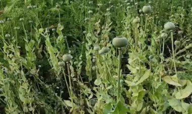 भाजपा नेता के खेत में अफीम की खेती: दुर्ग में पुलिस की रेड, डेढ़ से दो एकड़ में फसल; पार्टी ने किया निलंबित