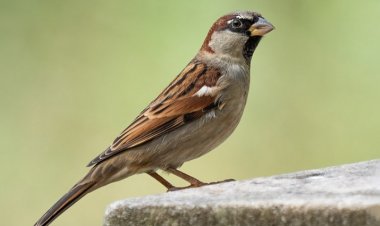 कंक्रीट के जंगल में खो रही पक्षियों की चहचहाहट, विशेषज्ञों ने दी चेतावनी