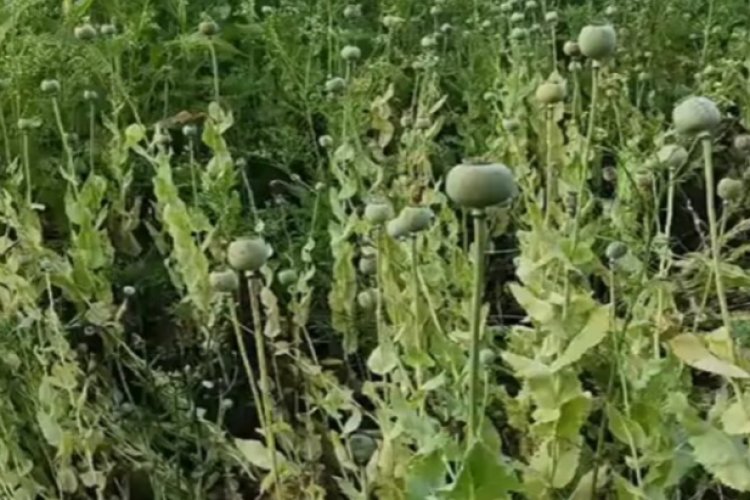 भाजपा नेता के खेत में अफीम की खेती: दुर्ग में पुलिस की रेड, डेढ़ से दो एकड़ में फसल; पार्टी ने किया निलंबित