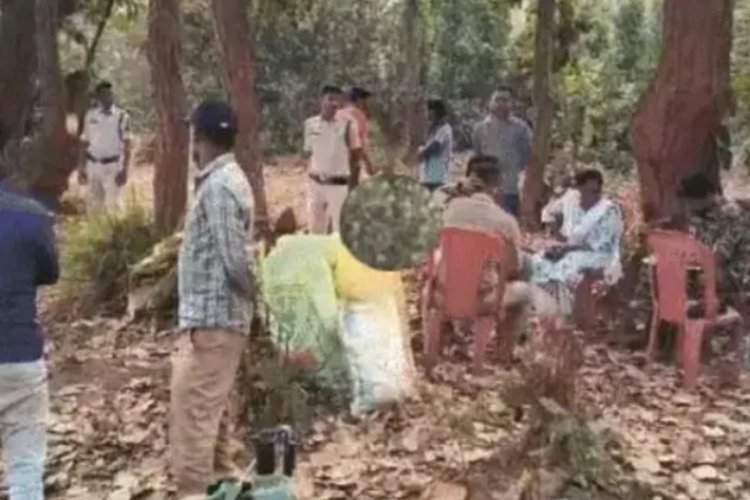 CG BREAKING : दुर्ग खेत के बाद अब जंगल में अफीम फार्मिंग