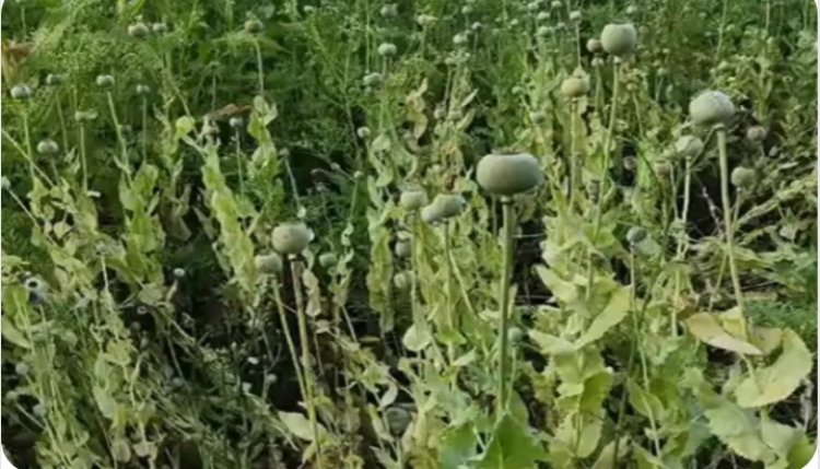 भाजपा नेता के खेत में अफीम की खेती: दुर्ग में पुलिस की रेड, डेढ़ से दो एकड़ में फसल; पार्टी ने किया निलंबित