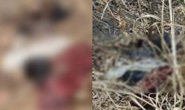 CG : सिहावा पहाड़ी पर मिली अधेड़ की लाश, मचा हड़कंप, जताई जा रही यह आशंका