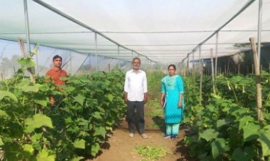 किसान मनीष मिश्रा ने खीरे की फसल से प्राप्त की 2 लाख रुपये की आमदनी