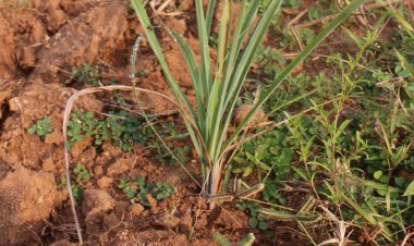 लेमनग्रास -किसानों के लिए कम पानी में ज्यादा कमाई का साधन