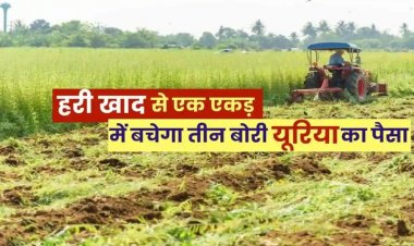 हरी खाद- खेती में बढ़ेगा उत्पादन, मिट्टी की सेहत होगी बेहतर….