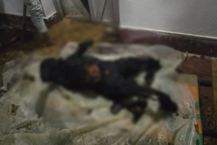 CG CRIME: दिल दहला देने वाली घटना… जमीन विवाद में भाई बना हैवान, बड़े भाई को जिंदा जलाया