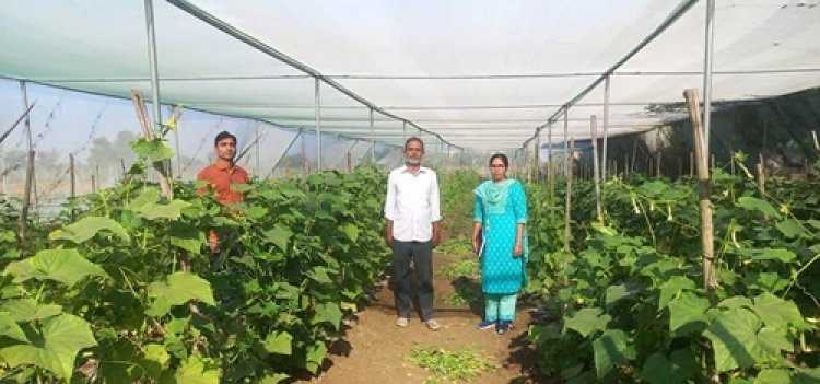 किसान मनीष मिश्रा ने खीरे की फसल से प्राप्त की 2 लाख रुपये की आमदनी