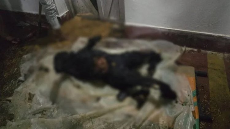 CG CRIME: दिल दहला देने वाली घटना… जमीन विवाद में भाई बना हैवान, बड़े भाई को जिंदा जलाया